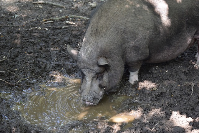 隨着核心球 隨着核心球