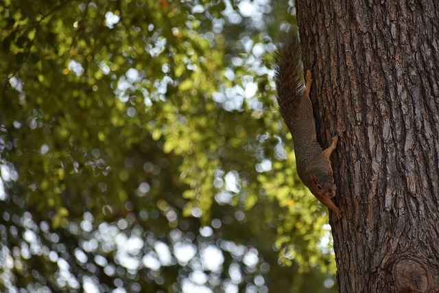 影愛好者 影愛好者