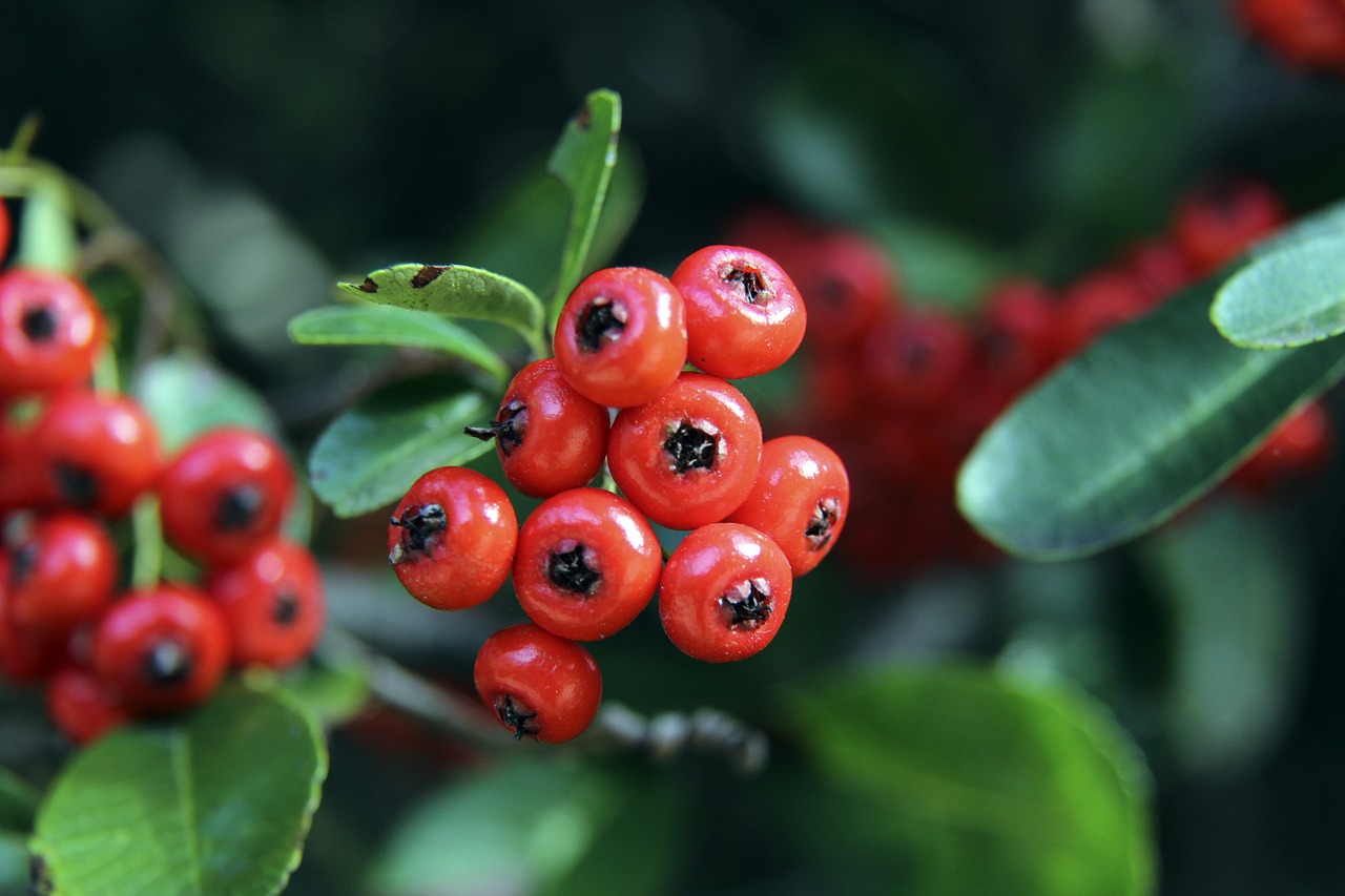 近来的表现 近来的表现